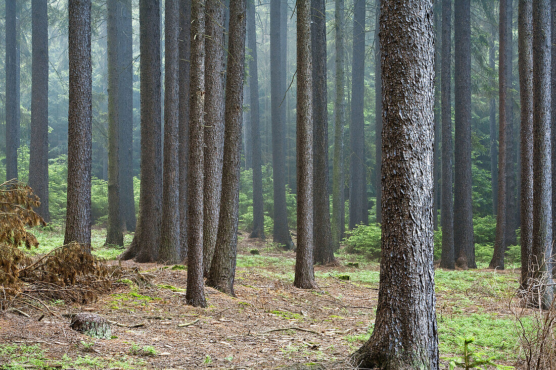 Forest in frog