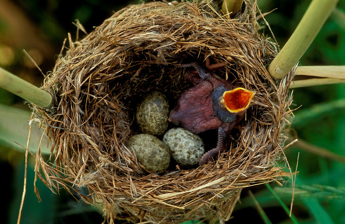 Common Cuckoo (Cuculus canorus), chick in Reed Warblers nest, UK