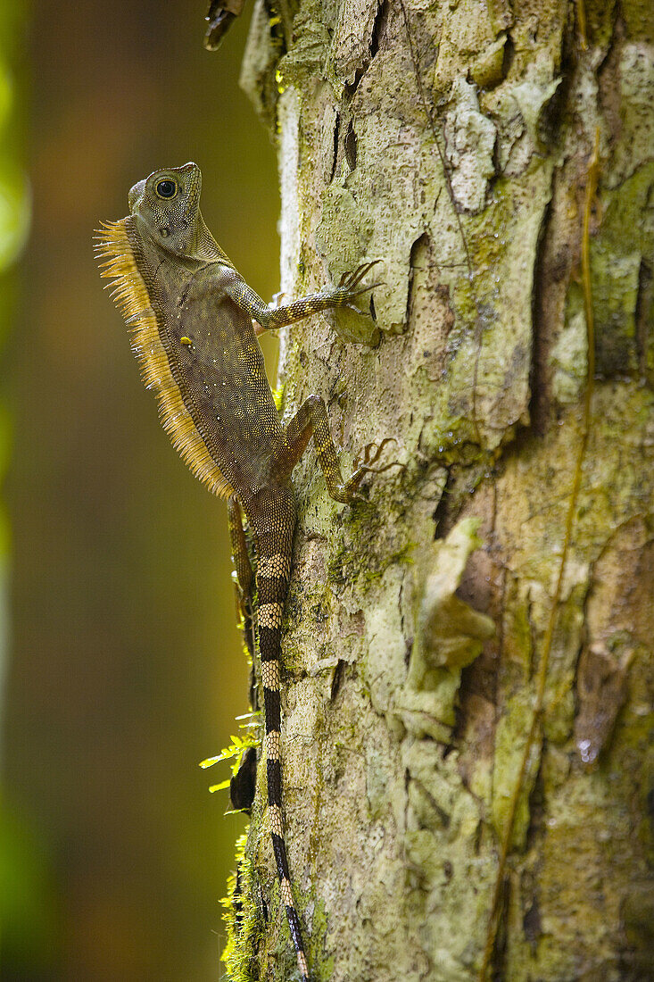 Agamid (Gonocephalus liogaster), Danum Valley Conservation Area. Sabah, Borneo, Malaysia