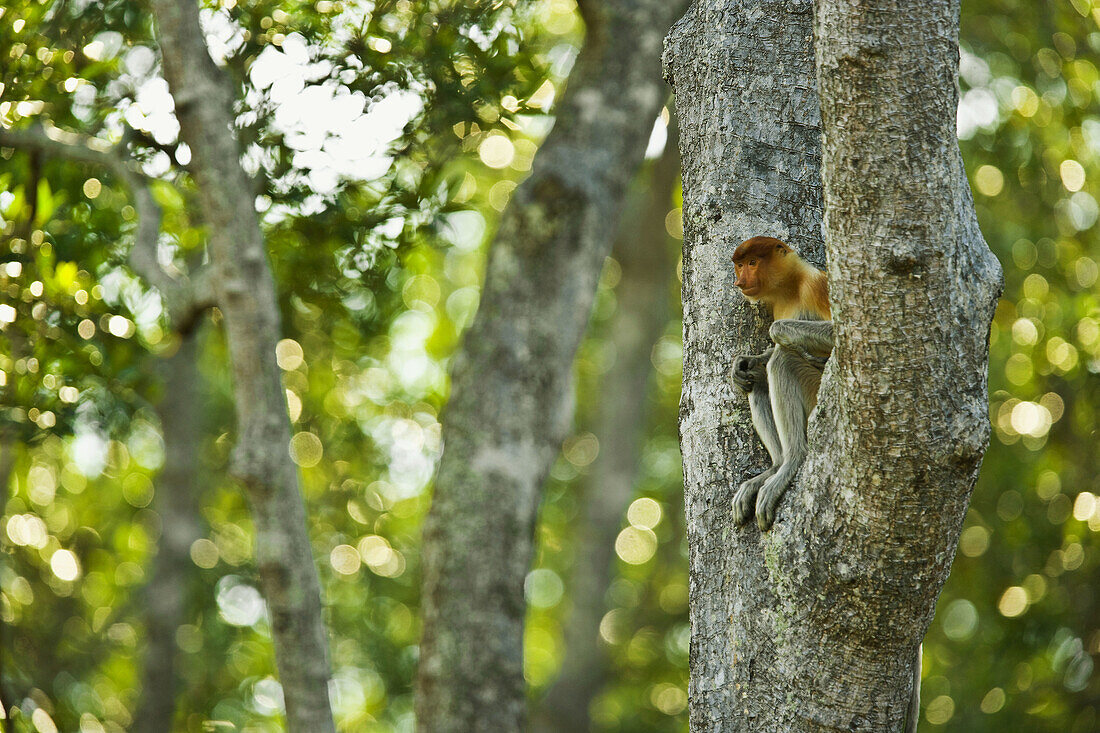 Proboscis Monkey (Nasalis larvatus), Labuk Bay Proboscis Monkey Sanctuary. Sabah, Borneo, Malaysia