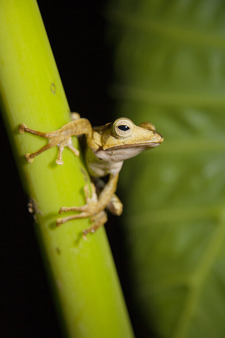 Borneo Eared Frog (Polypedates otilophus), Danum Valley Conservation Area. Sabah, Borneo, Malaysia