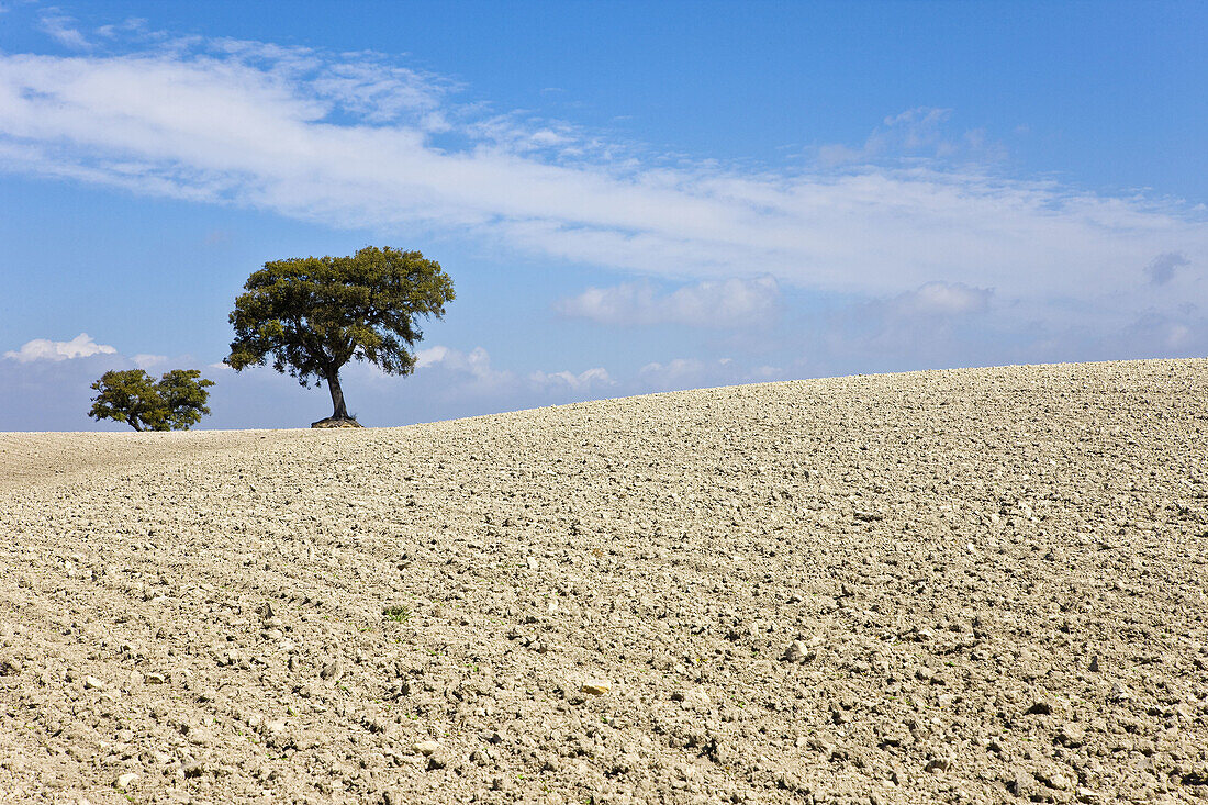 Rural landscape. Sevilla province, Andalucia, Spain