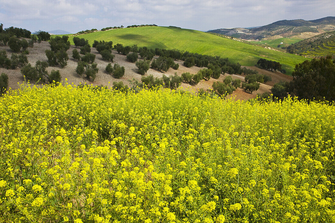 Rural landscape. Sevilla province, Andalucia, Spain