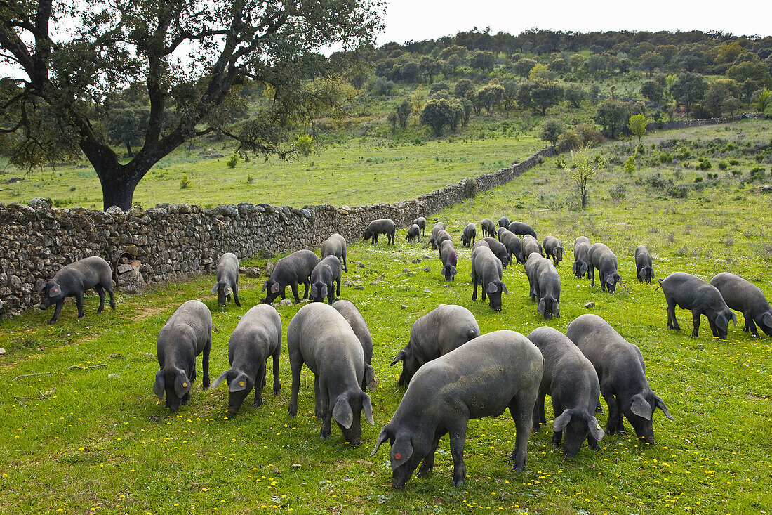 Iberian Pigs. Andalucia, Spain