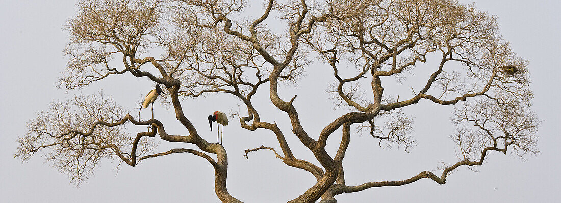 Jabiru (Jabiru mycteria), Pantanal Matogrossense National Park. Mato Grosso, Brazil