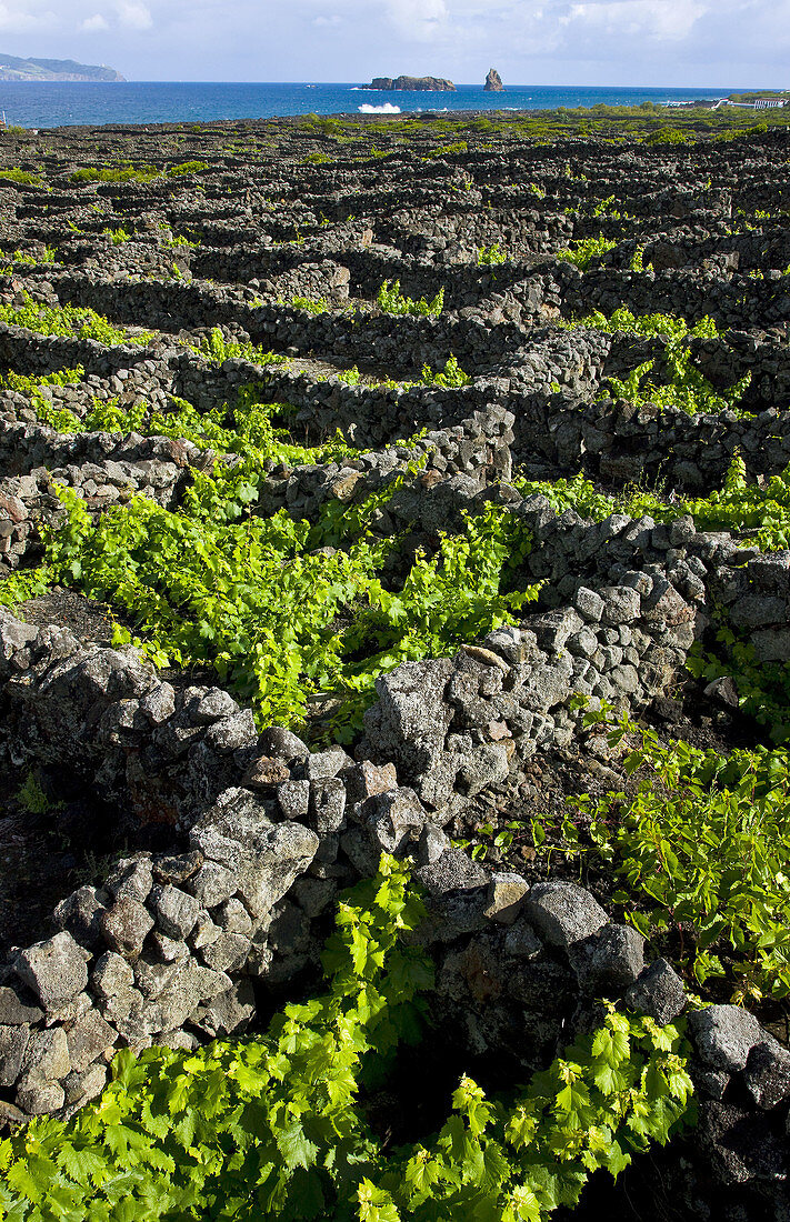 Vineyards, Pico Island, Azores, Portugal