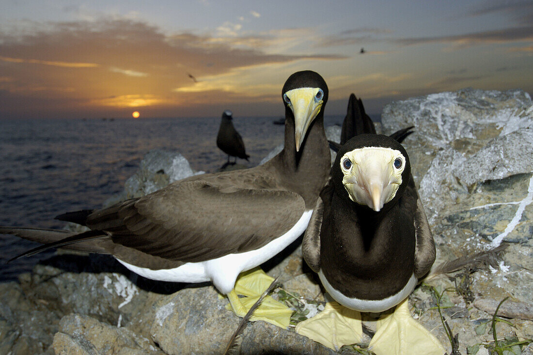 Brown boobies, Sula leucogaster, at sunset, St  Peter and St  Pauls rocks, Brazil, Atlantic Ocean