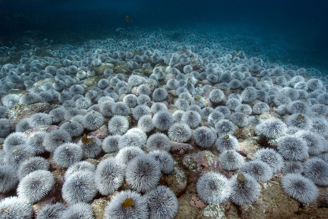 Outbreak of West indian sea urchin, Tripneustes ventricosus, Sueste Bay, Fernando de Noronha, Pernambuco, Brazil, Atlantic Ocean
