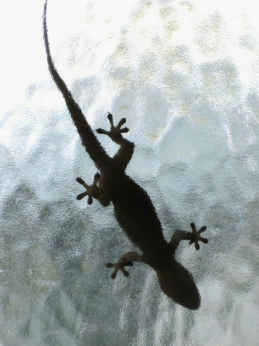 gecko silhouette on window