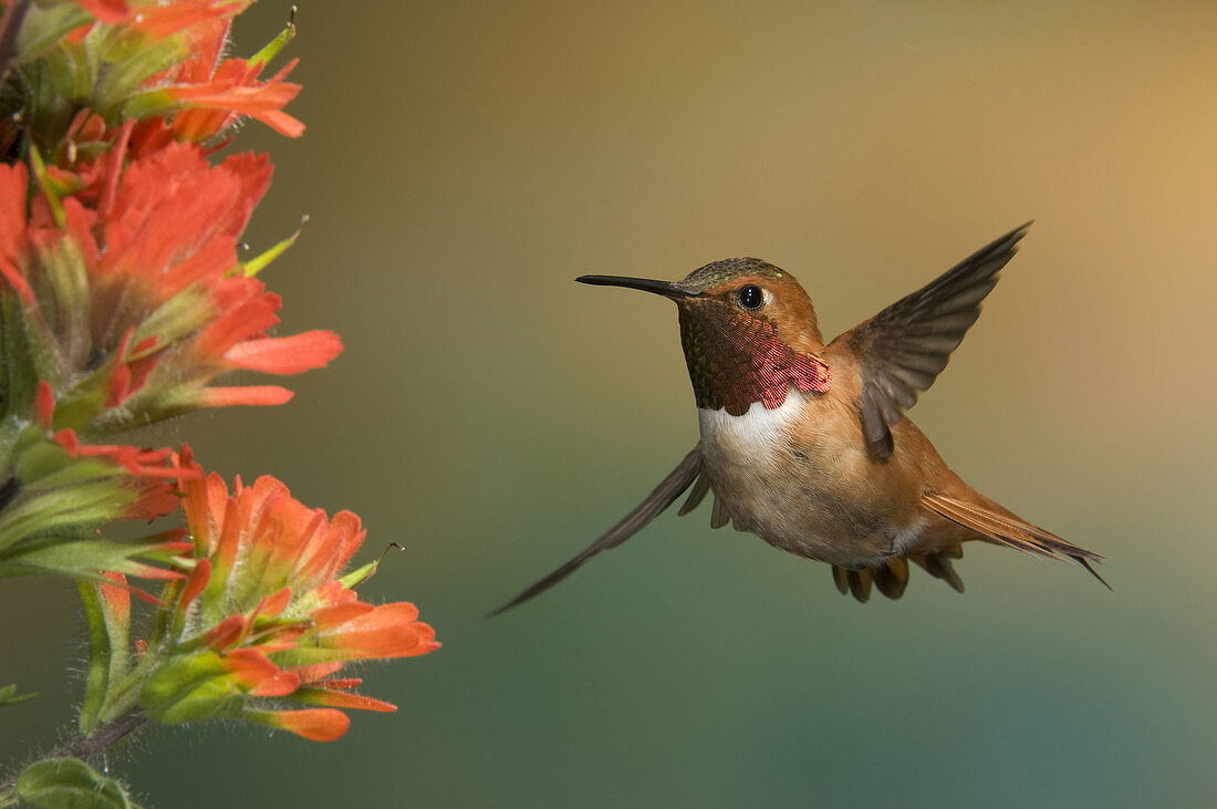 Colorful male rufous hones in on a sweet flower