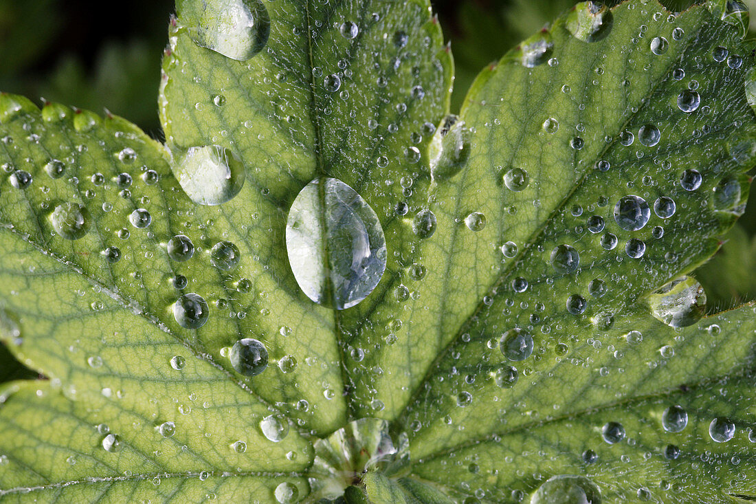 Dew drops on Ladys Mantle (Alchemilla monticola Opiz). Medicinal plant. High Coast / Höga Kusten, Västernorrland, Norrland, Sweden, Scandinavia, Europe