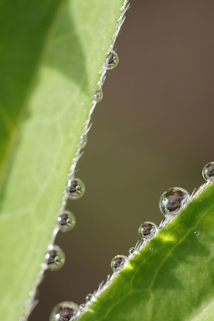 Dew drops on lupine leaves (Lupinus). Garden in Noraström, Västernorrland, Norrland, Sweden, Europe