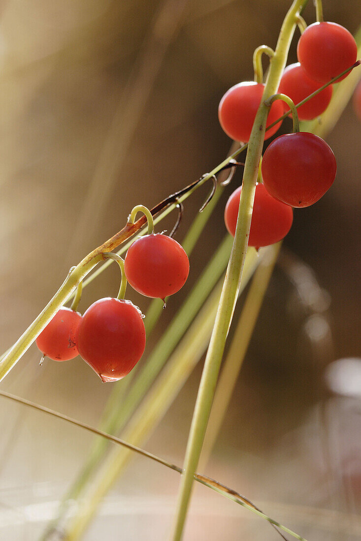 Red fruits of Maianthemum bifolium, autumn. Hälledal, High Coast / Höga Kusten, Västernorrland, Norrland, Sweden, Scandinavia, Europe