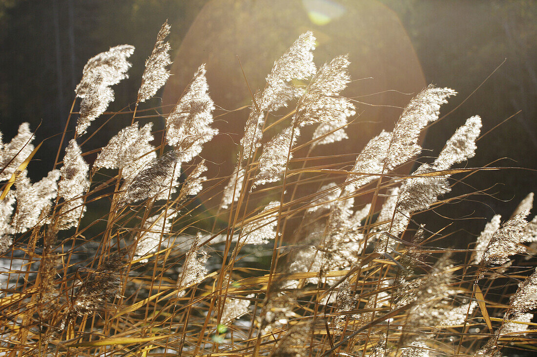 Common reed (Phragmites australis). Västernorrland, Norrland, Sweden, Scandinavia, Europe