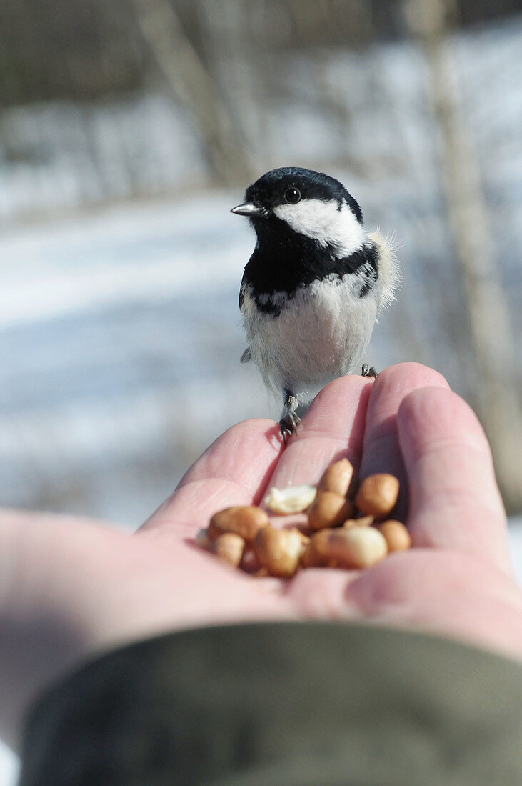 Coal tit (Parus ater) sitting on a hand ready to take a peanut.