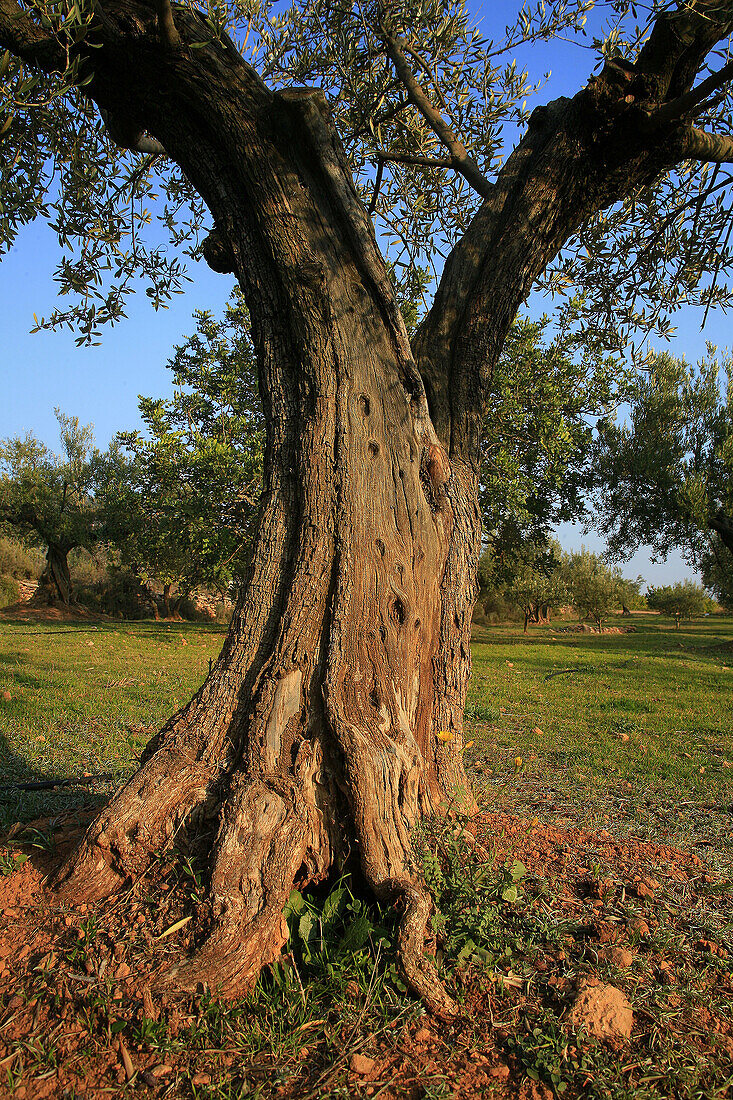 Olive tree, Soneja. Alto Palancia, Castellon province, Comunidad Valenciana, Spain
