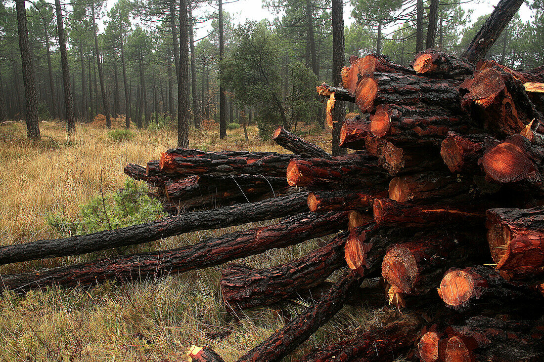 Maritime Pine (Pinus pinaster) logs, Monte Pina. Alto Palancia, Castellon province, Comunidad Valenciana, Spain