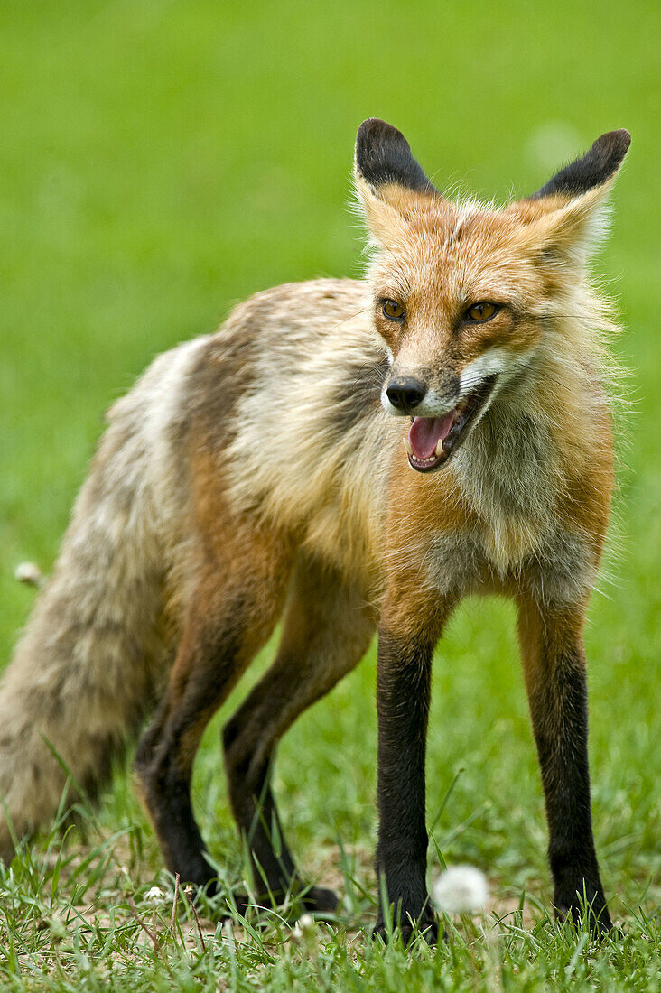 Red fox Vulpes vulpes Adult showing little fear loafing on cottage lawn