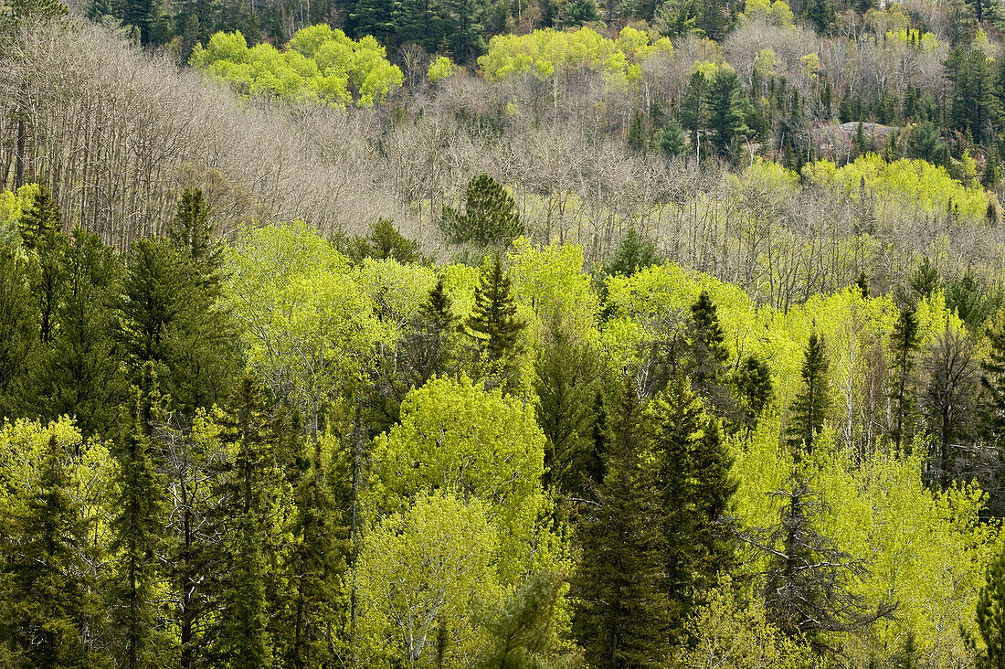 Aspens and birches on hillside, from high viewpoint