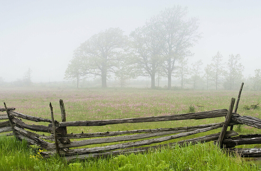 Cedar split-rail fence with prairie smoke and distant oak trees in light fog