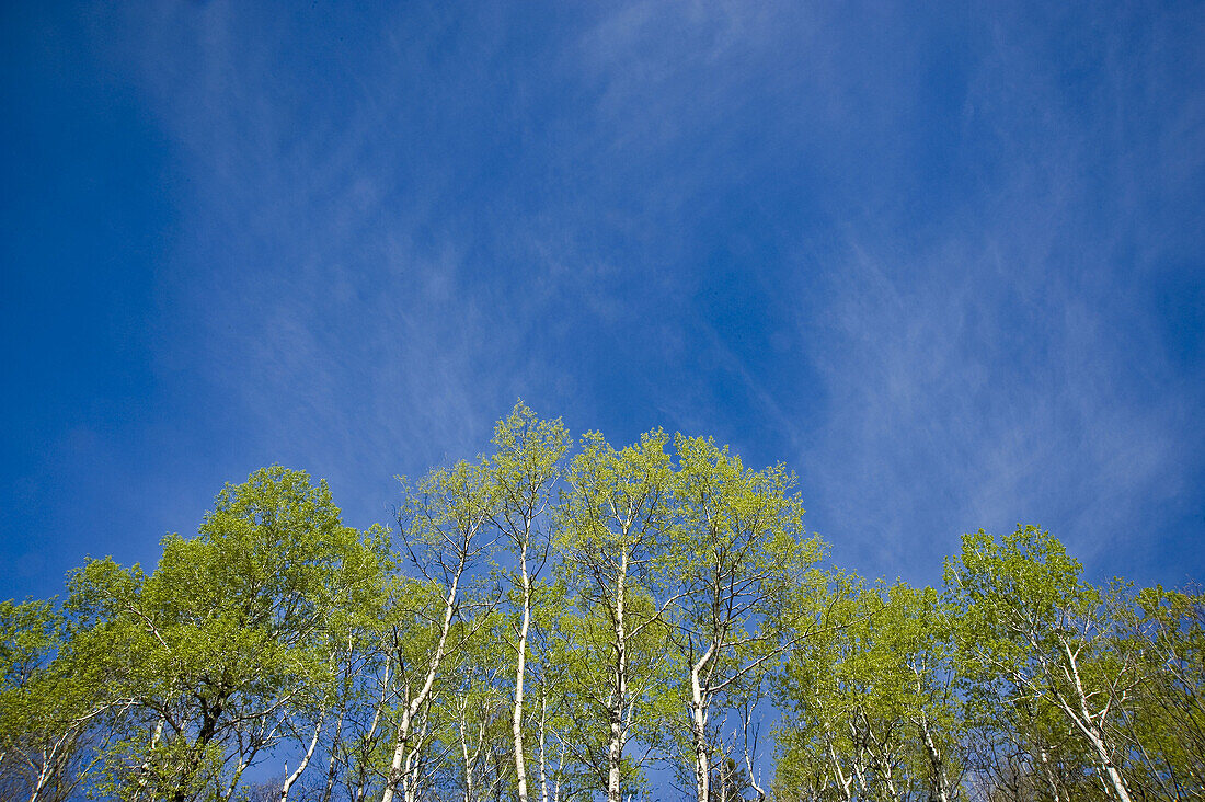 Aspens and blue sky with cirrus clouds
