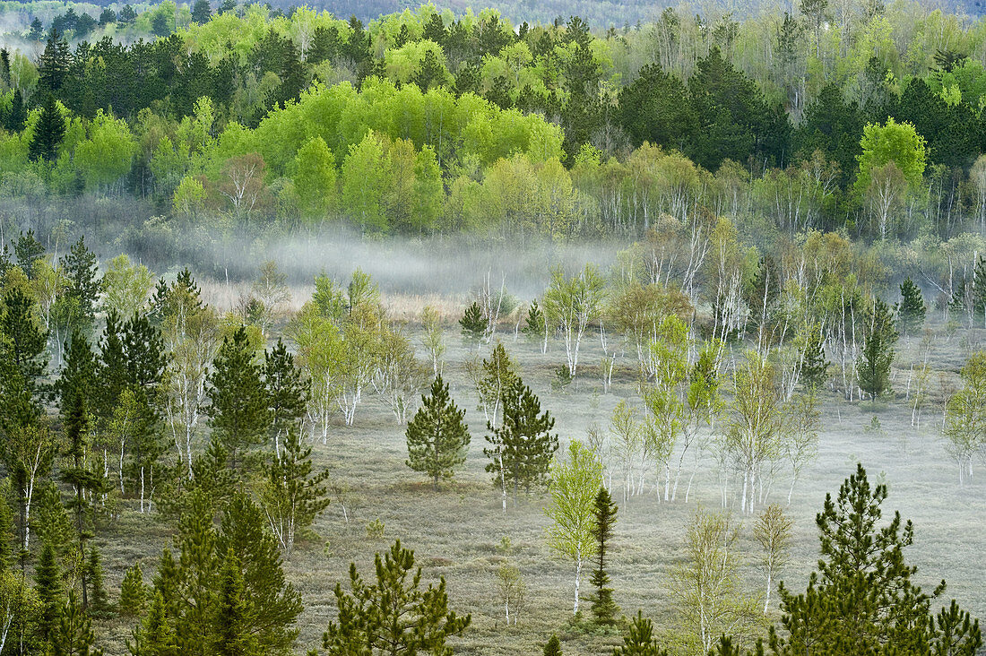 Spring forests on hillsides with morning mists in valley wetlands