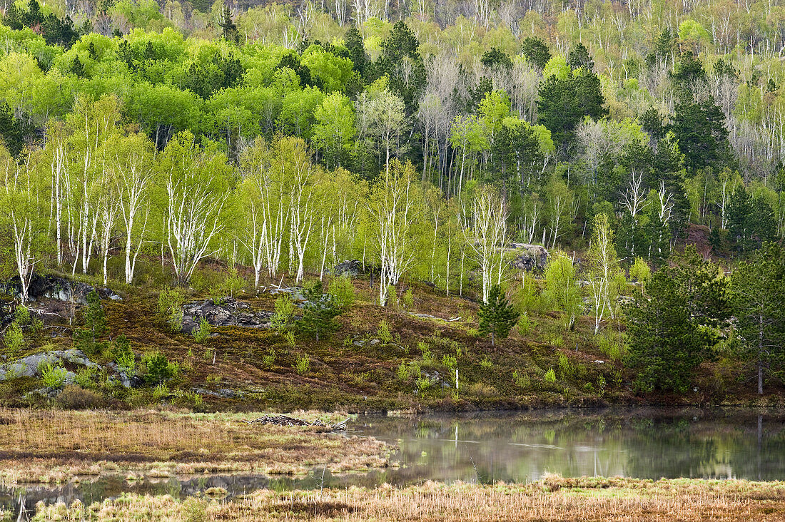 Spring forest near small lake