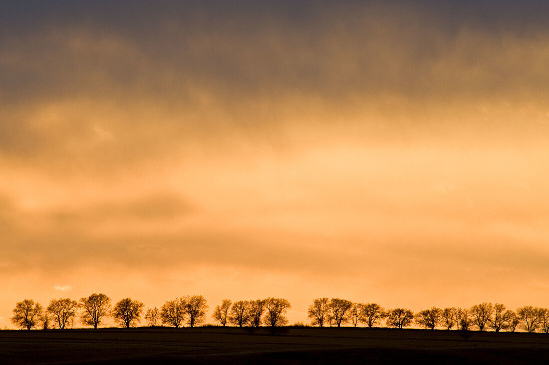 Line of cottonwood tree silhouettes on ridge at sunset