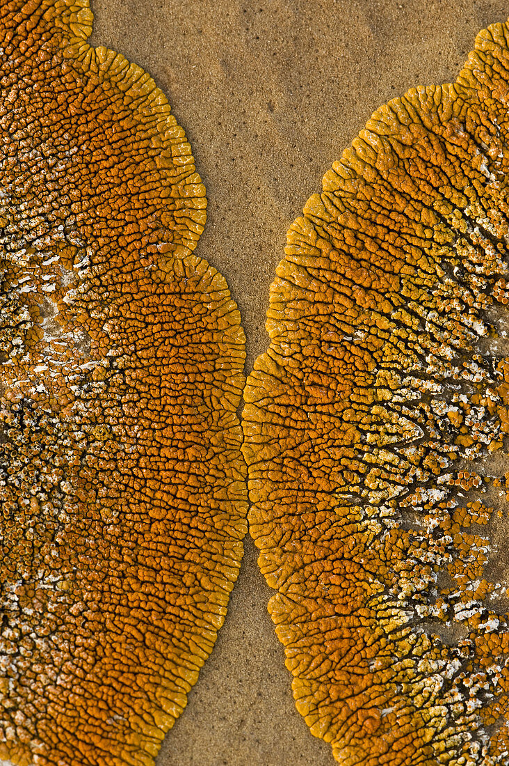 Orange lichen colony on sandstone concretion boulder face