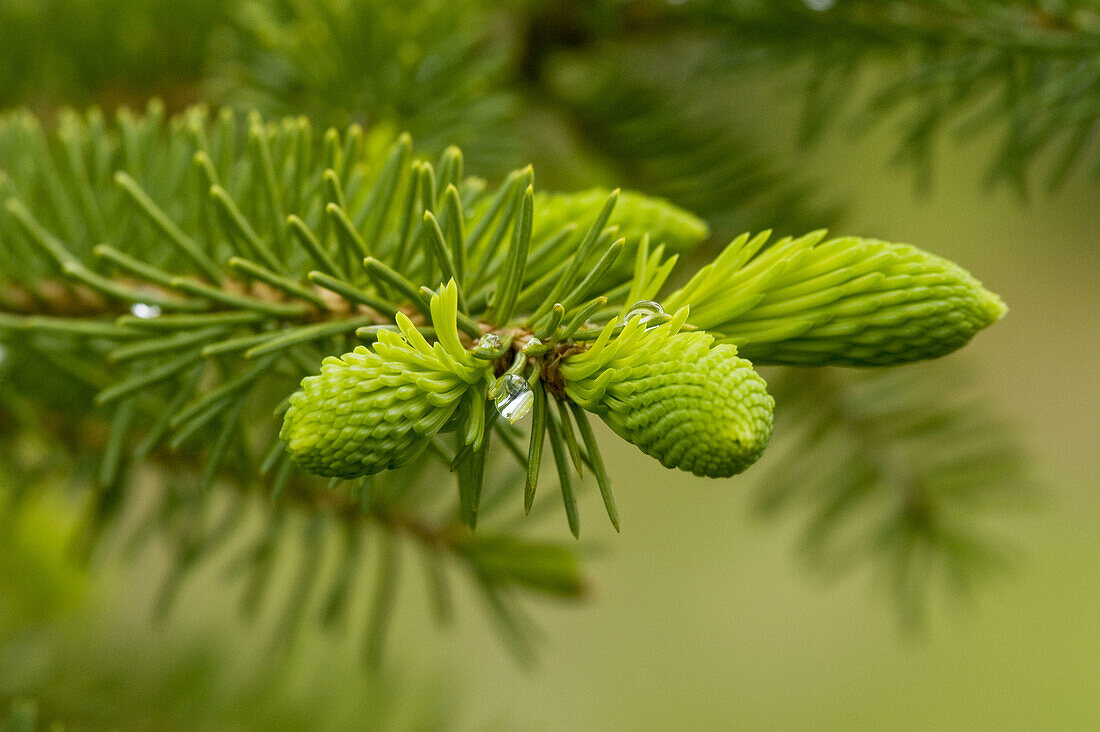 Emerging buds in white spruce bough Picea glauca