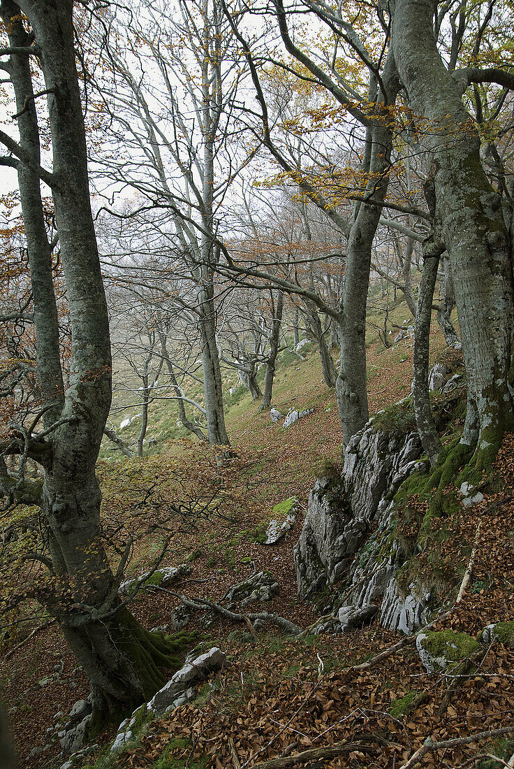 forest of beech and birch trees in autumn, Natural Park Collados del Asón, Cantabria, Spain.