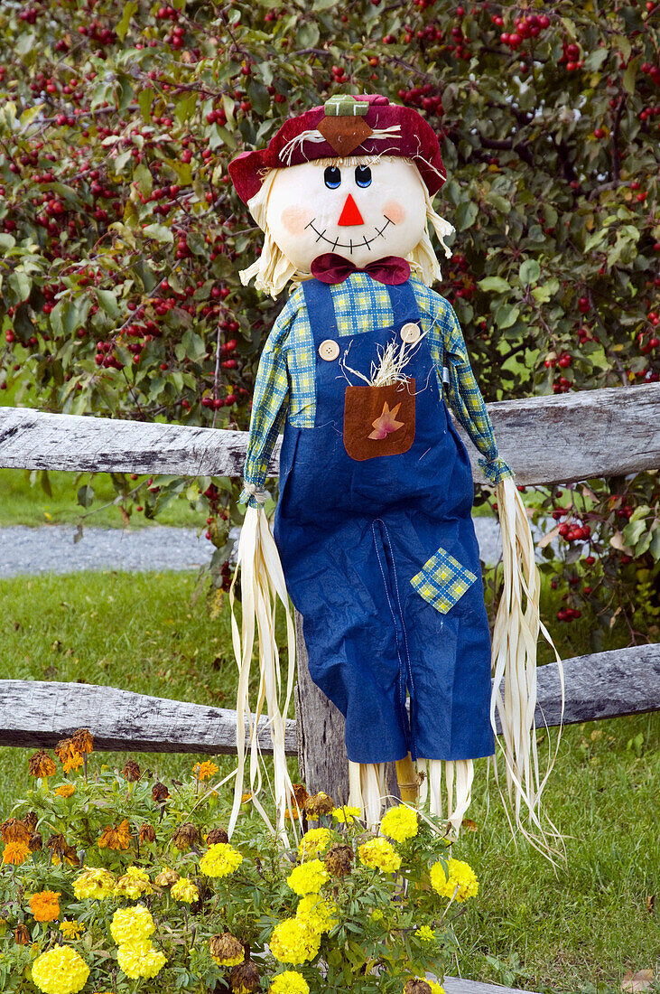 A fall seasonal yard scarecrow at the Dakin Farm in South Burlington, Vermont, USA