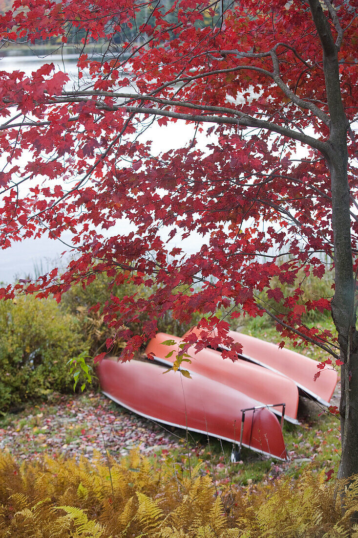 Autumn, Canoes, Color, Colour, Contemporary, Ferns, Lake, Leaves, Maple, Red, Three, K75-806113, agefotostock