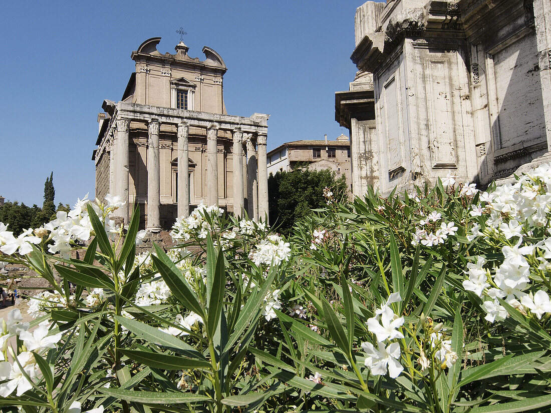 Temple of Antoninus and Faustina (Church of Santo Lorenzo in Miranda), Rome. Lazio, Italy