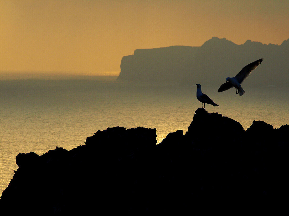 Cap de Cavalleria, Minorca. Balearic Islands, Spain