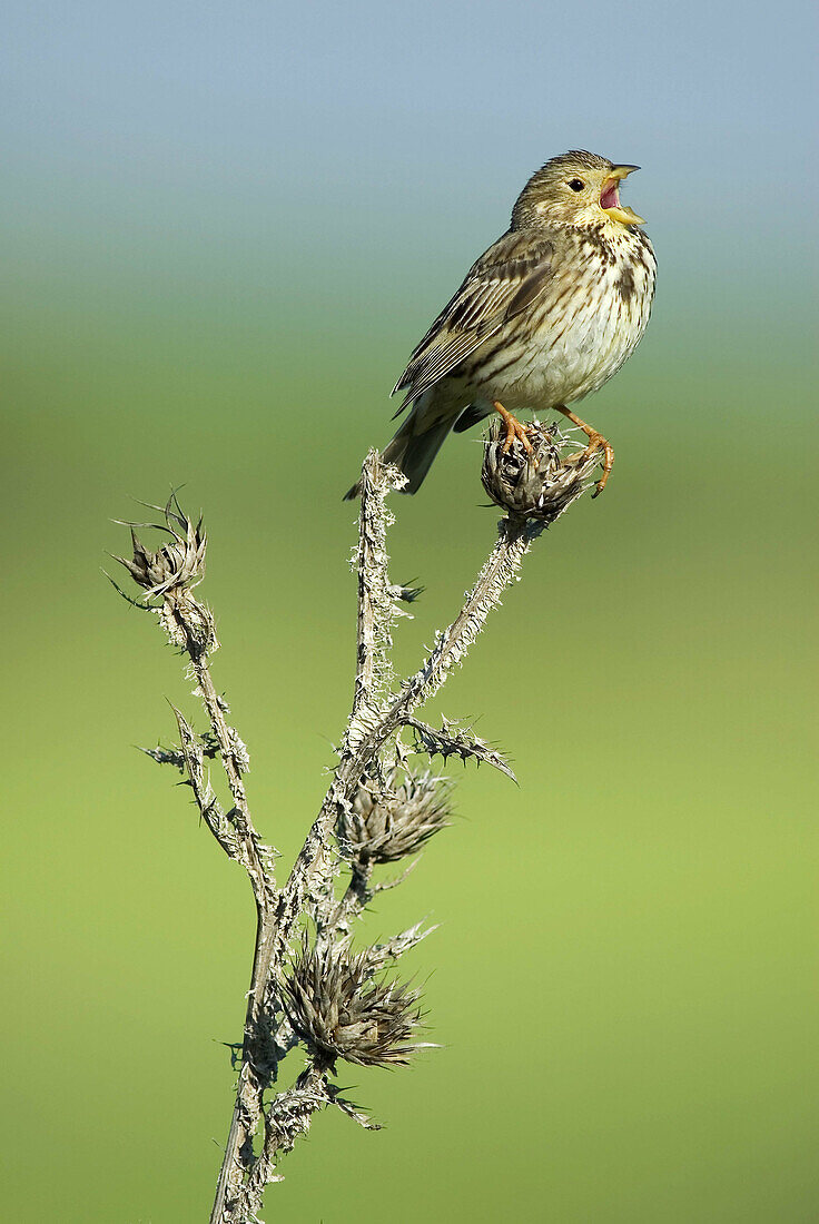 Corn Bunting (Miliaria calandra)