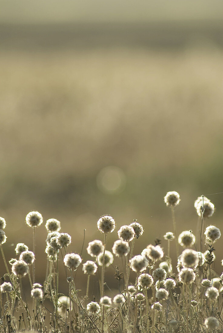 Starflower pincushions (Scabiosa stellata)