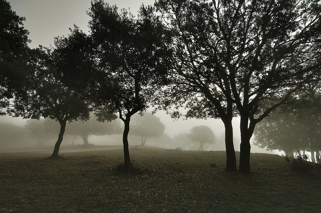 Bosque de encinas (Quercus ilex) entre la niebla; Sierra del Monsec; Vilanova de Meia; Lérida; Cataluña; España