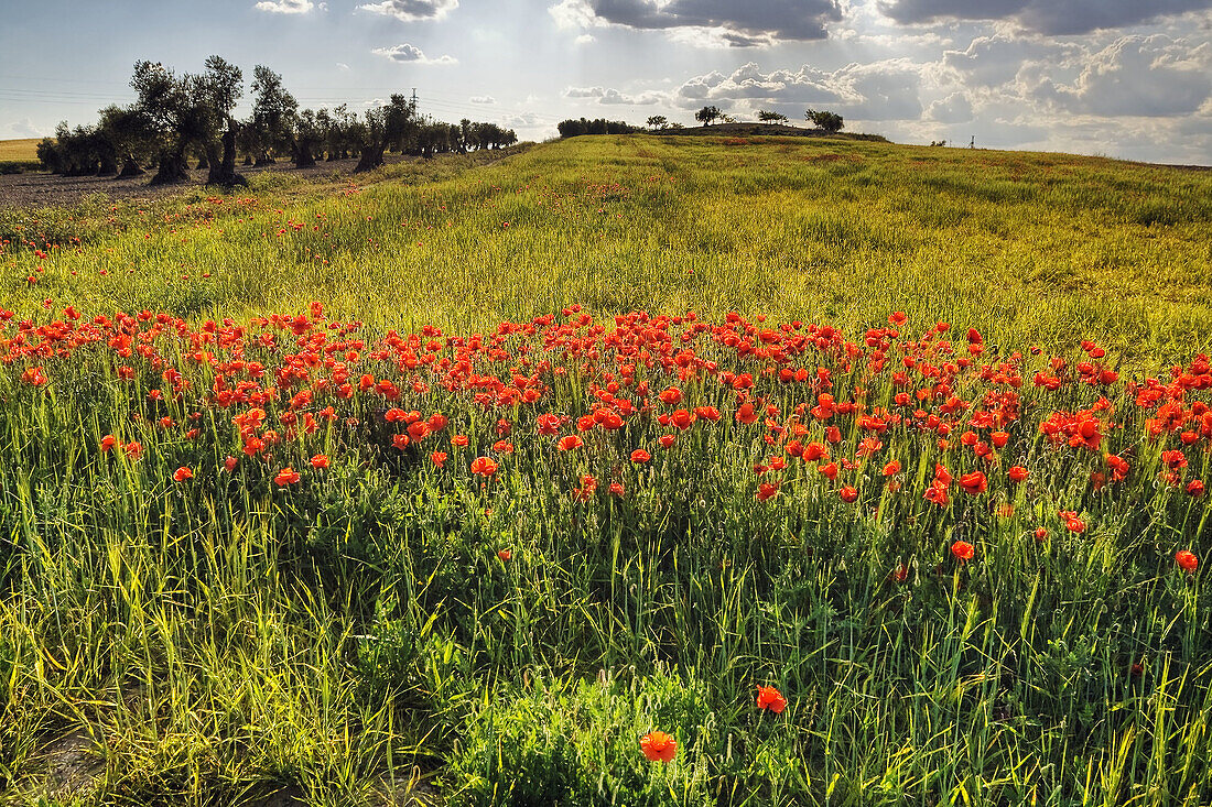 Poppy field. Pinto. Madrid province. Spain