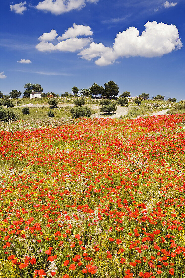 Poppy field. Pinto. Madrid province. Spain