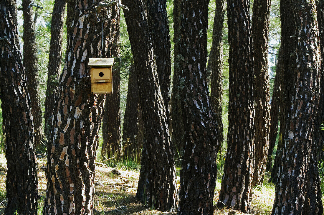 Bird houses in Cerro Santo pinewoods. Sierra de Guadarrama. Madrid province. Spain