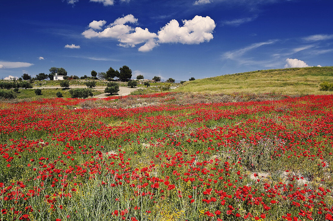 Campos de amapolas en Pinto. Madrid. España.