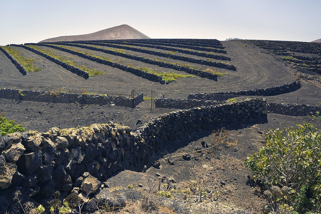 La Geria. Lanzarote. Islas Canarias. España.