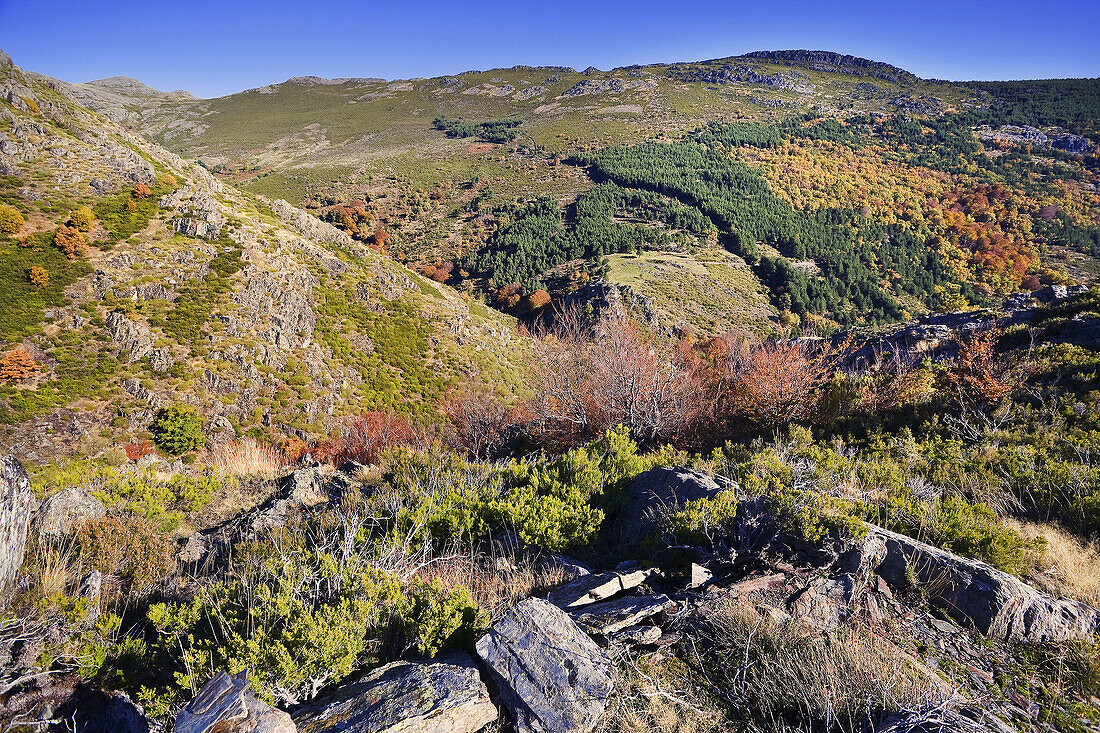 Loma de Calamorro. Sierra Norte. Provincia de Guadalajara. Castilla la Mancha. España.