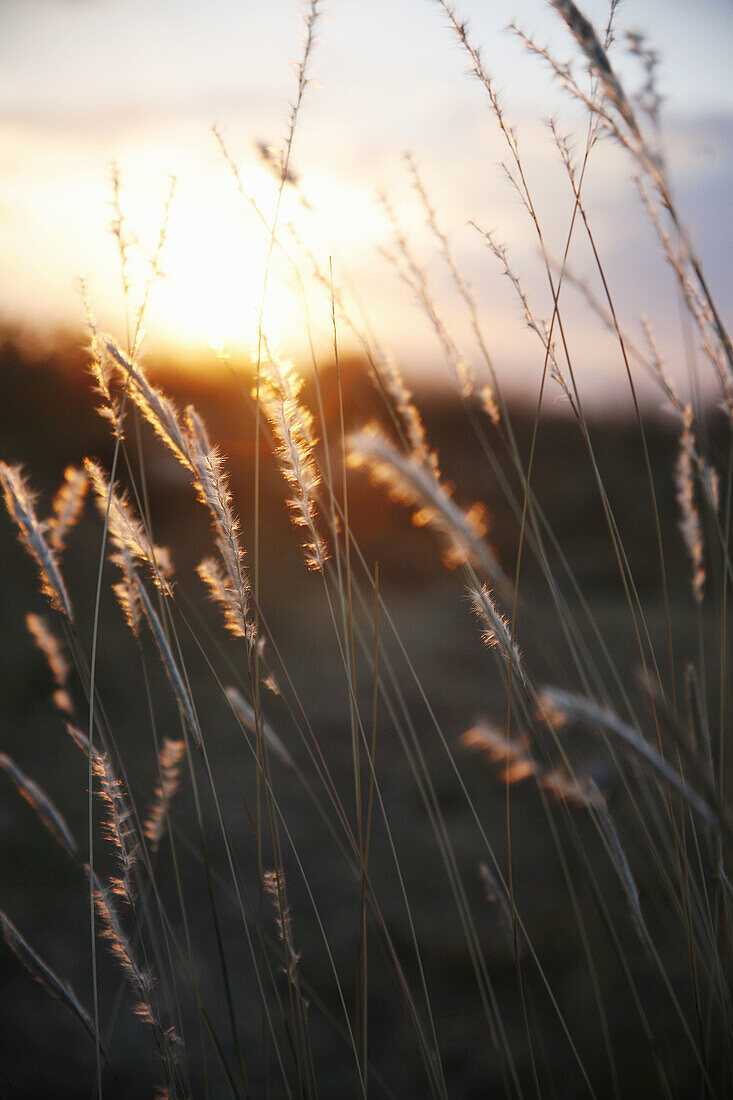 Back-light, Backlight, Color, Colour, Country, Countryside, Daytime, Delicate, detail, details, exterior, Fragile, Fragility, Grass, Grasses, nature, outdoor, outdoors, outside, Plant, Plants, scenic, scenics, Selective focus, special effects, Sunset, Sun