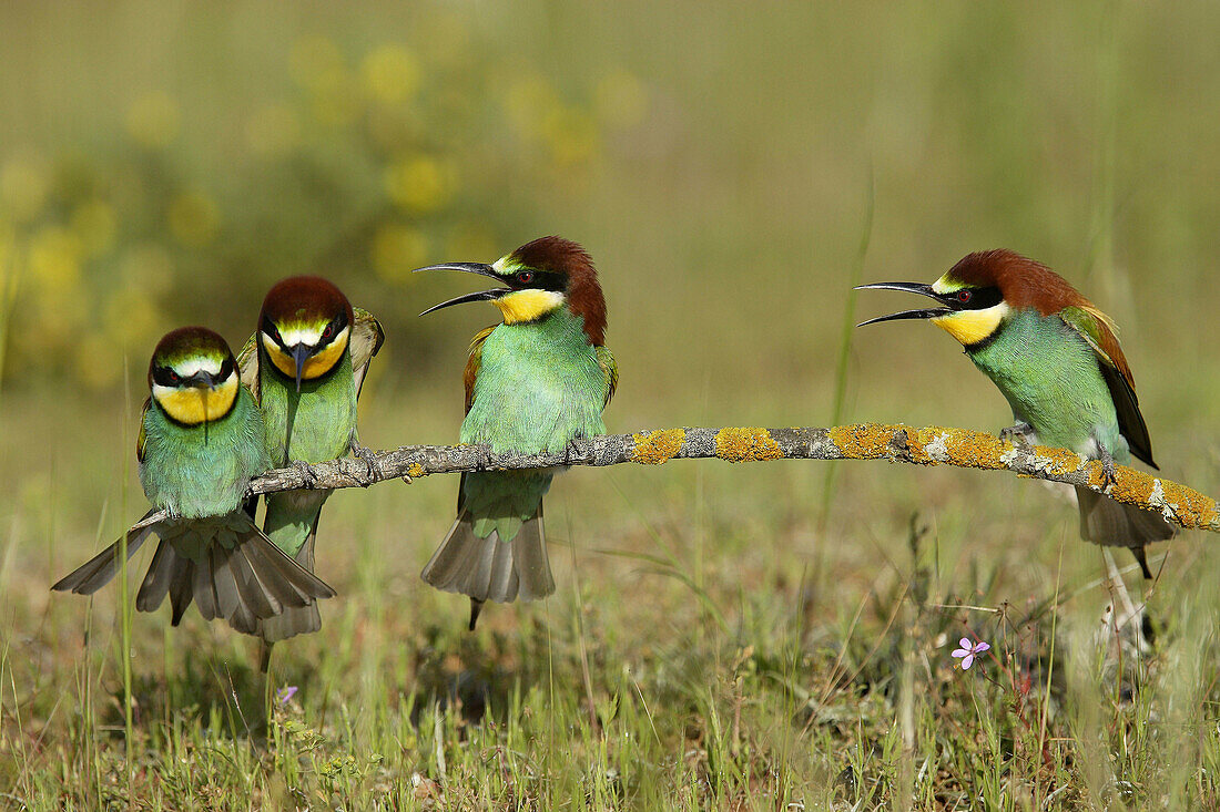 European Bee Eaters (Merops apiaster). Andalusia. Spain