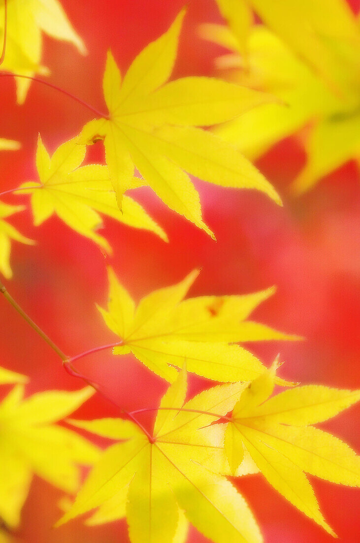 Yellow Japanese Maple Leaves, Red Background. Acer palmatum. November 2006, Maryland, USA