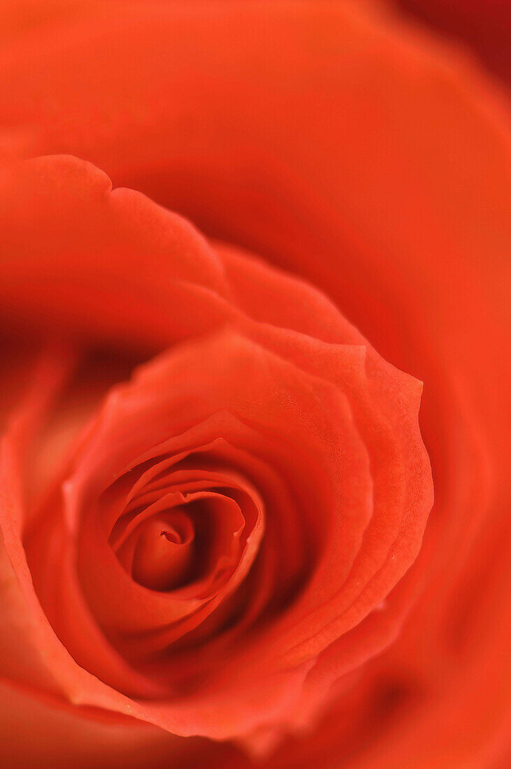 Red Rose Close_up. Rosa hybrid. February 2008, Maryland, USA