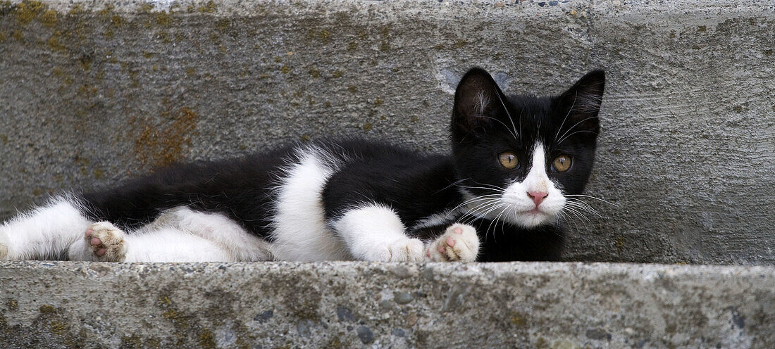 A black and white kitten on concrete steps
