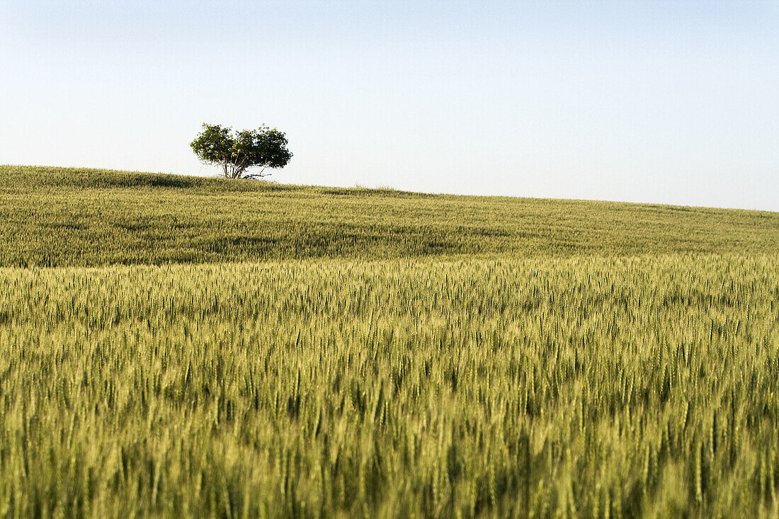 A tree growing in a wheat field